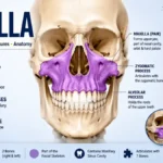 Maxilla